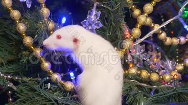 白鼠，圣诞动物，放在圣诞树上，放在金色坐在圣诞树上